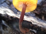 Gymnopus semihirtipes image