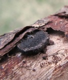 Biscogniauxia marginata image