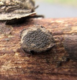 Biscogniauxia marginata image