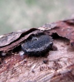 Biscogniauxia marginata image