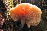 Neolentinus kauffmanii image