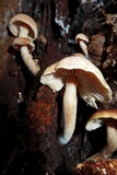 Neolentinus kauffmanii image