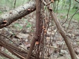 Anthracophyllum lateritium image