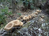 Lentinus crinitus image