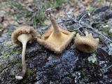 Lentinus crinitus image