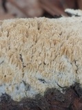 Irpex lacteus image