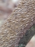 Hydnoporia olivacea image