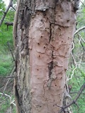 Fomitiporia langloisii image