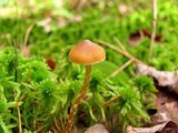 Galerina paludosa image