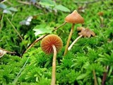 Galerina paludosa image
