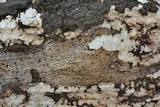 Xylobolus frustulatus image