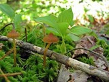 Galerina paludosa image