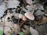 Tubaria conspersa image