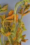 Gymnoconia nitens image