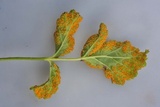 Gymnoconia nitens image