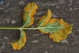 Gymnoconia nitens image