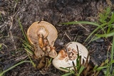 Lentinus tigrinus image