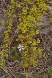 Gymnoconia nitens image