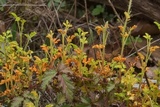 Gymnoconia nitens image