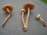 Tubaria conspersa image