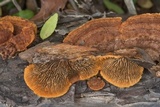 Gloeophyllum sepiarium image