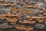 Gloeophyllum sepiarium image