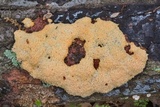 Fuligo septica image