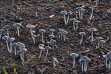 Coprinopsis cinerea image