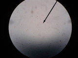 Tubaria conspersa image