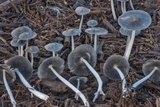 Coprinopsis cinerea image