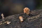 Xylaria cubensis image
