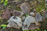 Auricularia angiospermarum image