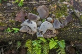 Auricularia angiospermarum image