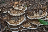 Trametes cubensis image