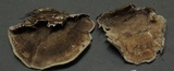 Trametes villosa image