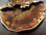 Trametes villosa image