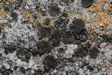 Peltula euploca image