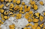 Lichenostigma saxicola image