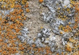 Phaeophyscia hirsuta image
