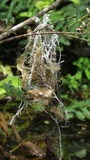 Brunneocorticium corynecarpon image