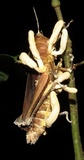 Cordyceps locustiphila image