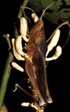 Cordyceps locustiphila image