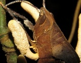 Cordyceps locustiphila image