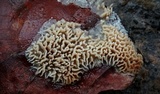 Trametopsis cervina image