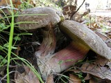 Boletus chrysenteron image