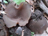 Peziza phyllogena image