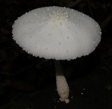 Leucocoprinus cretaceus image