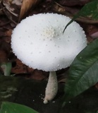 Leucocoprinus cretaceus image