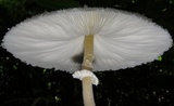 Leucocoprinus cretaceus image