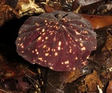 Marasmius amazonicus image